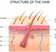 Alles wat je moet weten over haarzakjes: Structuur, Groeicyclus en Verzorging
