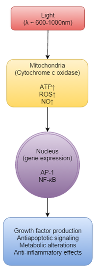 Effectiviteit van Lage Niveau Laser Therapie bij Haaruitval
