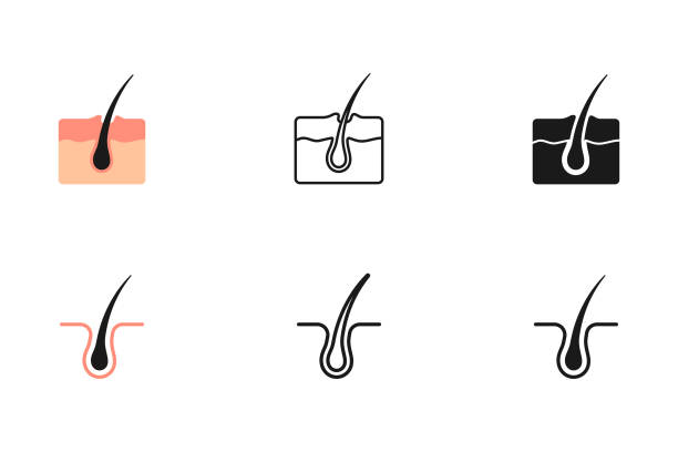 Alles over het belang van het haarzakje voor gezonde haargroei
